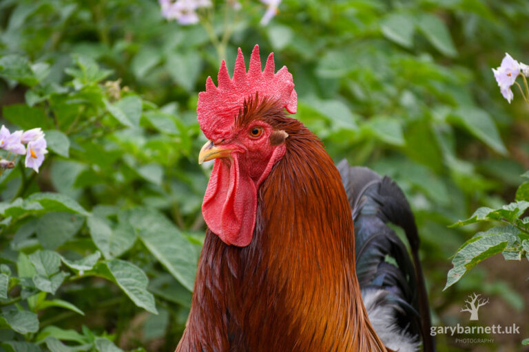 High in the Pecking Order! Cultra Farm Animals, 2017-2019