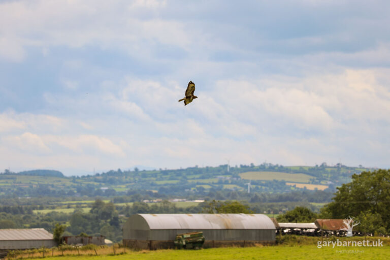 Buzzard, July 2024