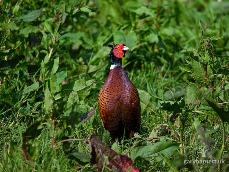 Pheasant, May 2024