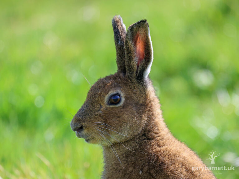 Irish Hare, April 2025