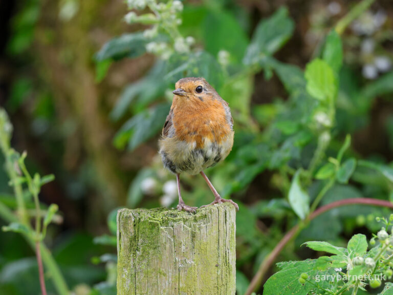 Robin of the Summer, July 2024