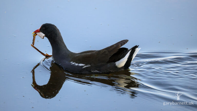 Black Moorhen, Lough Neagh