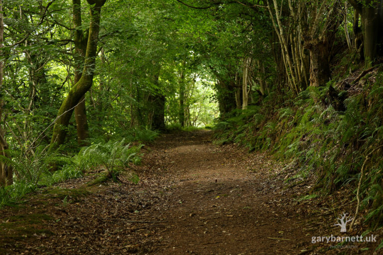 Carndaisy Glen, July 2024
