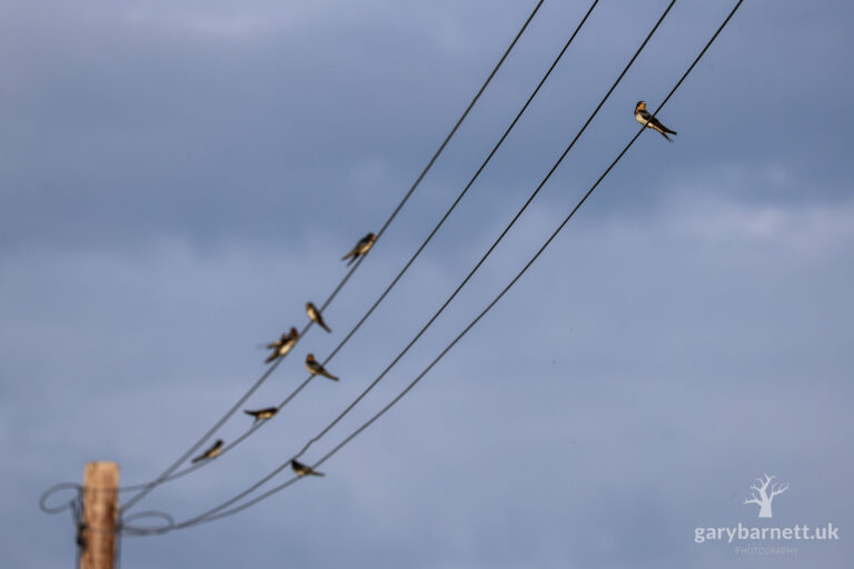 Red-Chested Swallows