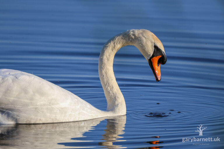 Birds of Ballyronan, April 2025