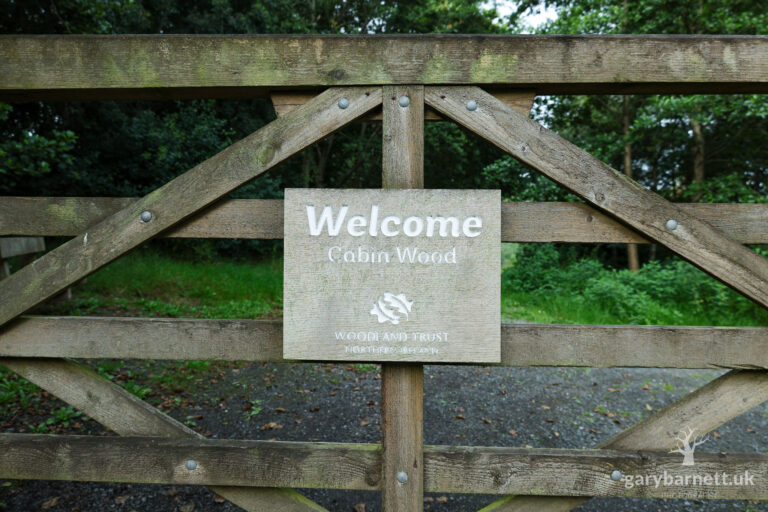 Cabin Wood, Cookstown, July 2025