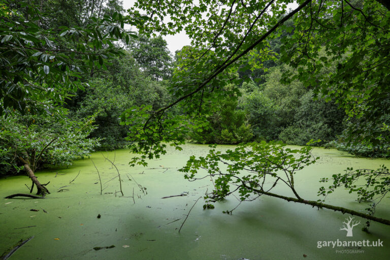 Drumcairne Forest, Stewartstown, July 2025