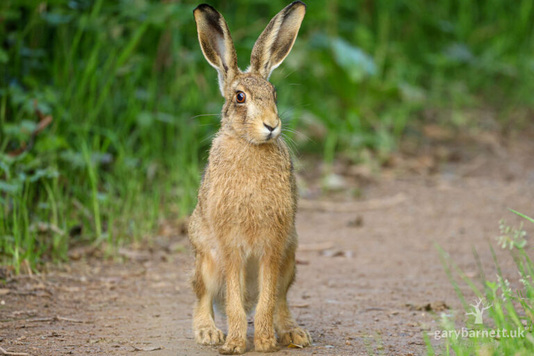 Brown Hare, August 2025