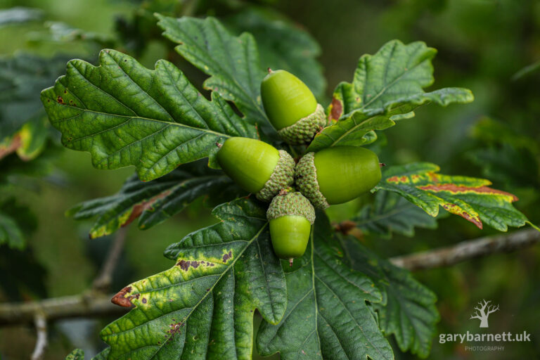 Acorns