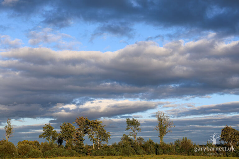 Clouds and Trees in the Autumn Sunset, September 2024