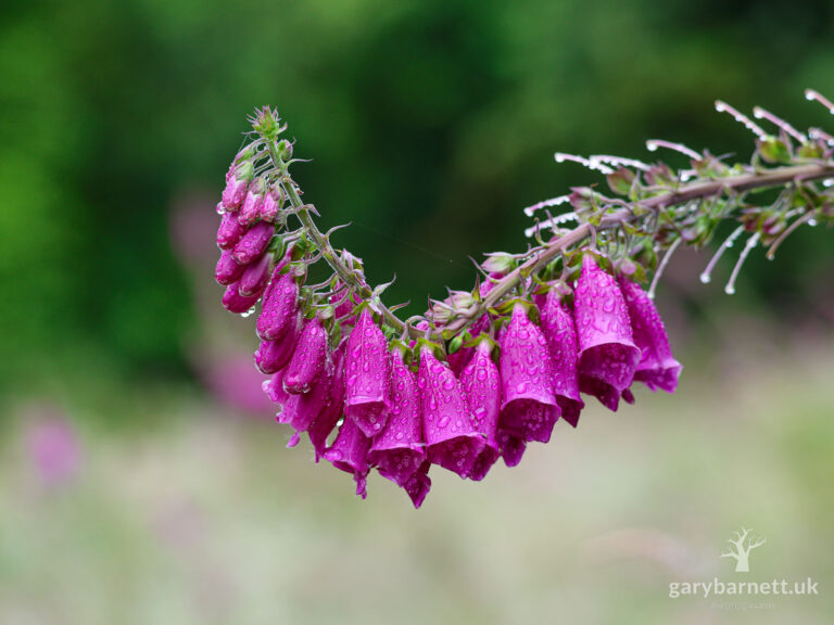 Foxglove