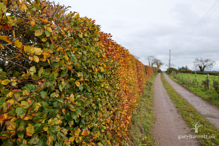 Hedge in Autumn Colour, November 2025