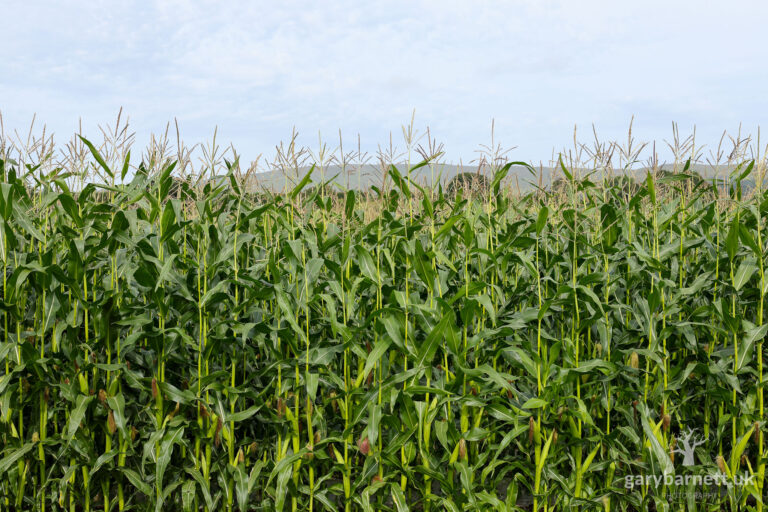 maize field