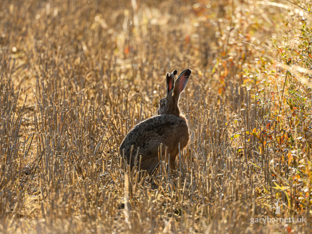 Brown Hare in the Golden Hour, August 2025