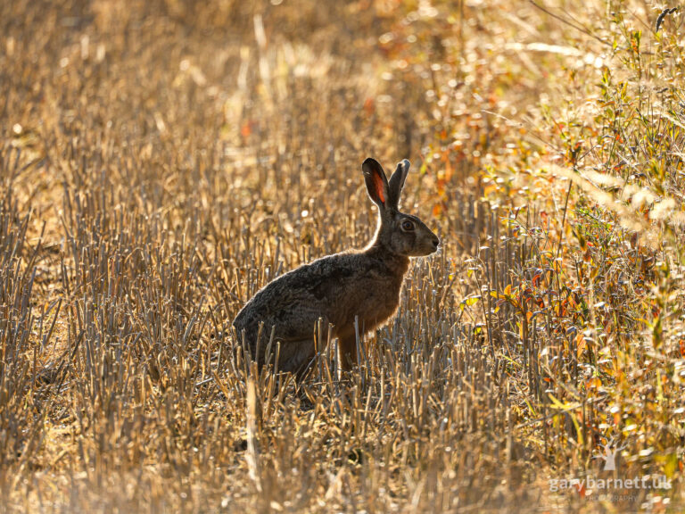 Brown Hare in the Golden Hour, August 2025