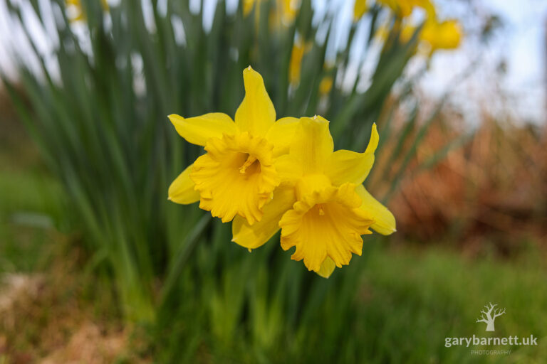Daffodil, March 2026