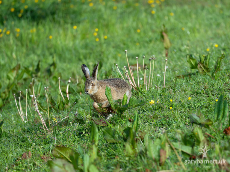 Brown Hare, May 2026