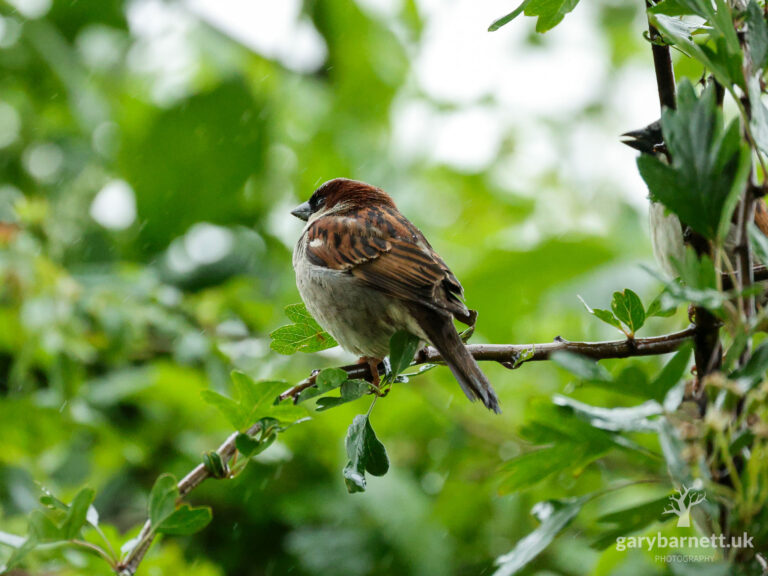 Eurasian Tree Sparrow in Rainfall, June 2026