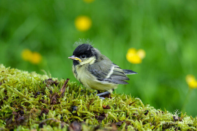 Great Tit Fledgling, June 2026