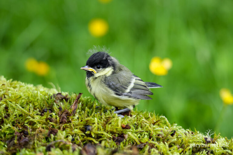Great Tit Fledgling, June 2026
