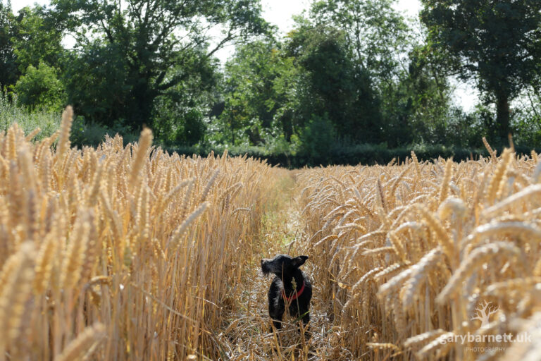 Lena in Wheat Field, August 2025