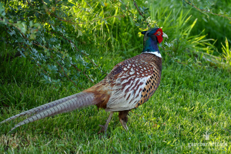 Pheasant, June 2026